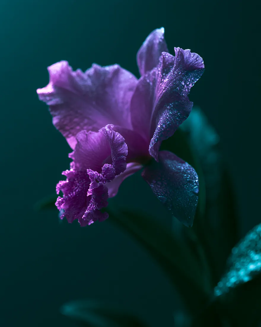 Orquídea cattleya púrpura emergiendo de la penumbra verde, fotografía botánica de arte